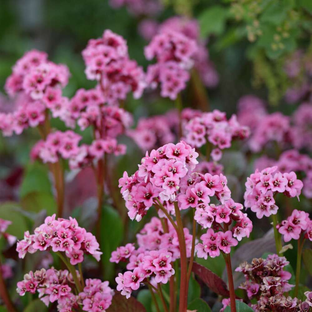 Kæmpestenbræk (Bergenia cordifolia)